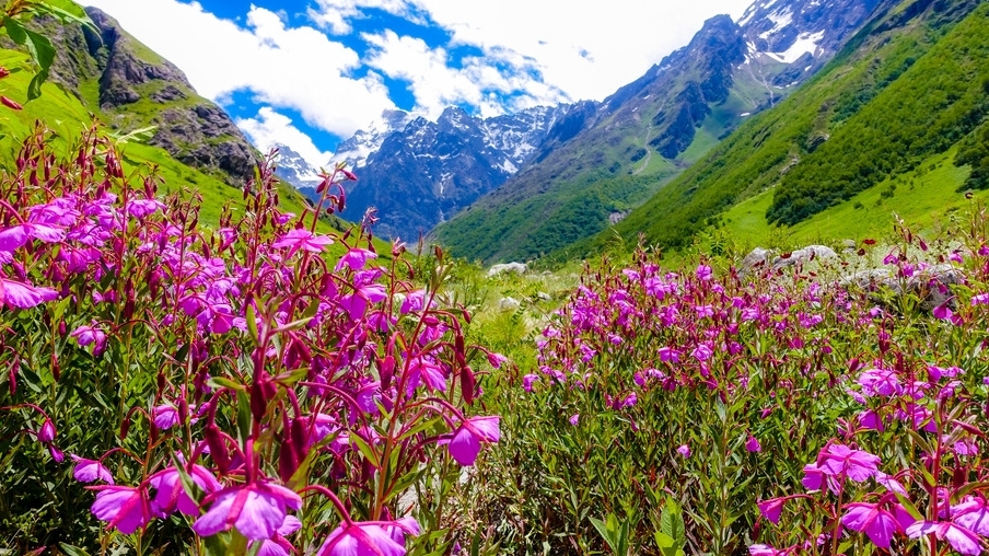 India | Valle de las Flores - Uttarakhand 246443 | Secret World Trip Planner