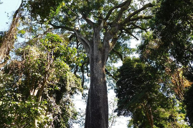 L'albero del patriarca — Santa Rita do Passa Quatro