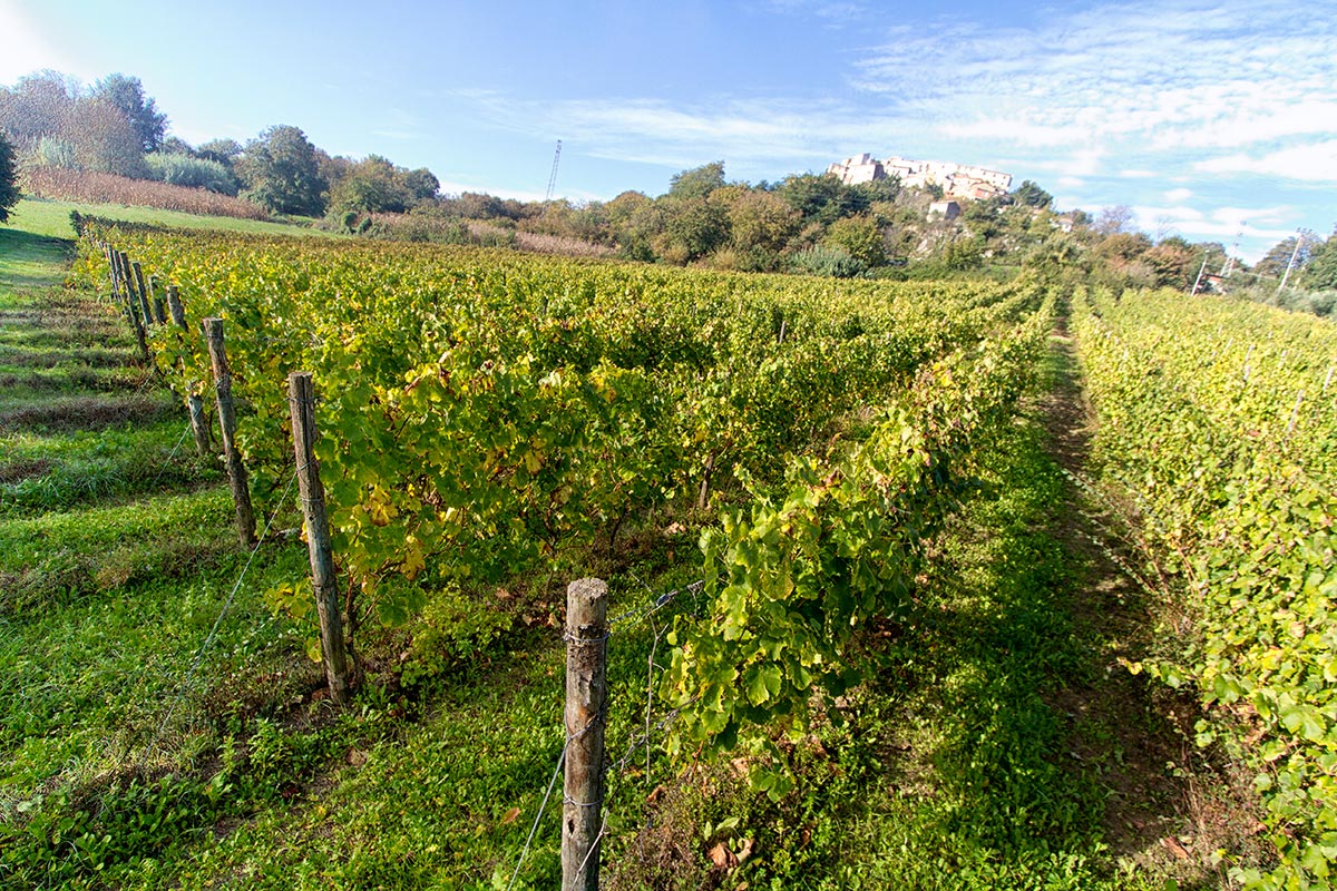 Fiano di Avellino DOCG - Provincia di Avellino | Secret World Trip Planner