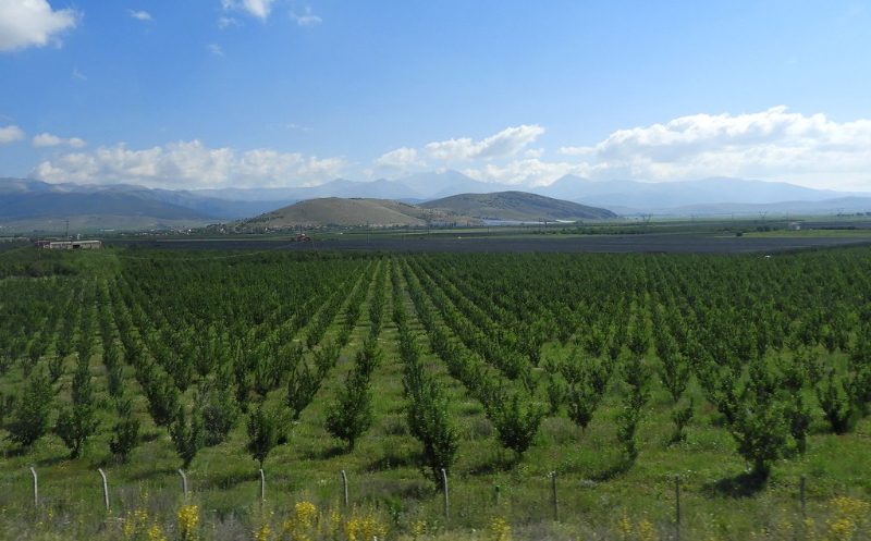 Äpfel der Türkei — Isparta