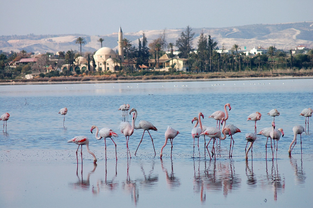 Lago salato di Larnaca — Larnaca