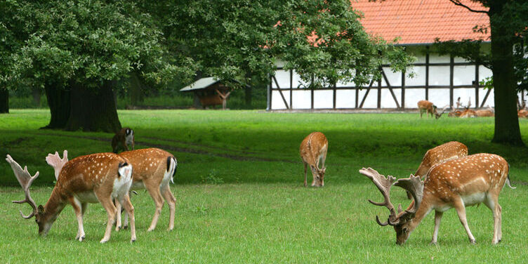यो Tiergarten मा ह्यानओभर - Hannover | Secret World Trip Planner