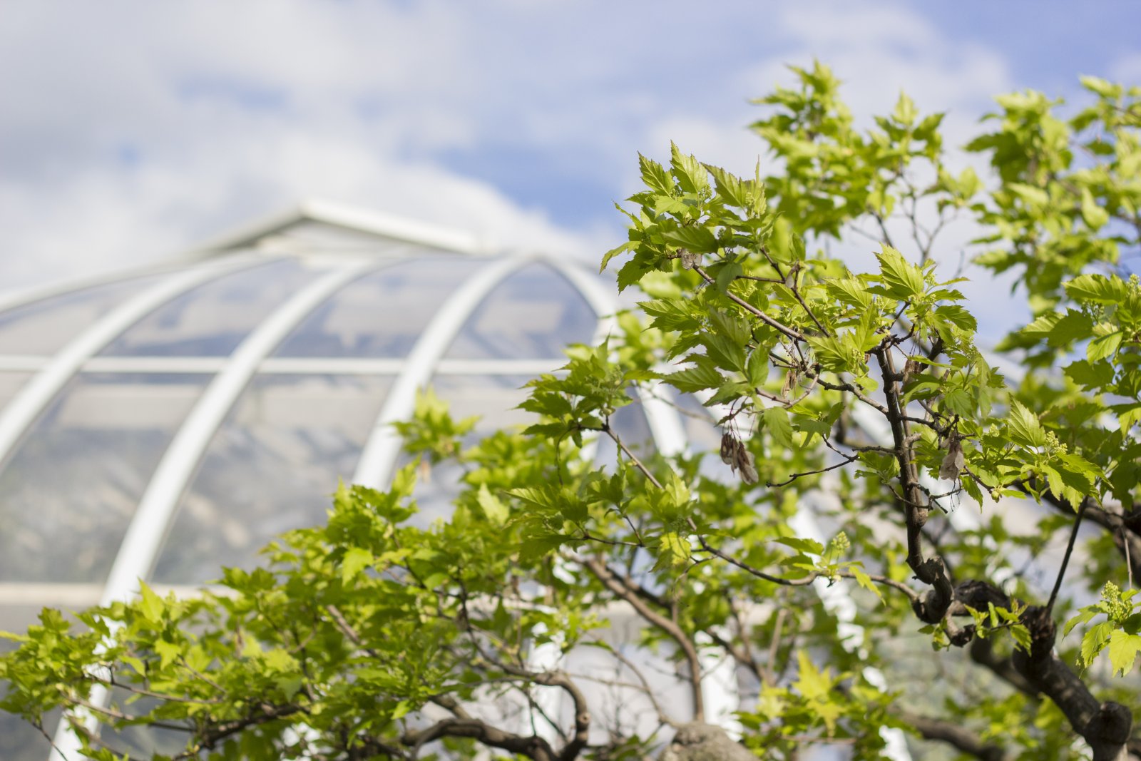 Pittsburgh: Conservatorio e giardino botanico Phipps - Pittsburgh | Secret World Trip Planner
