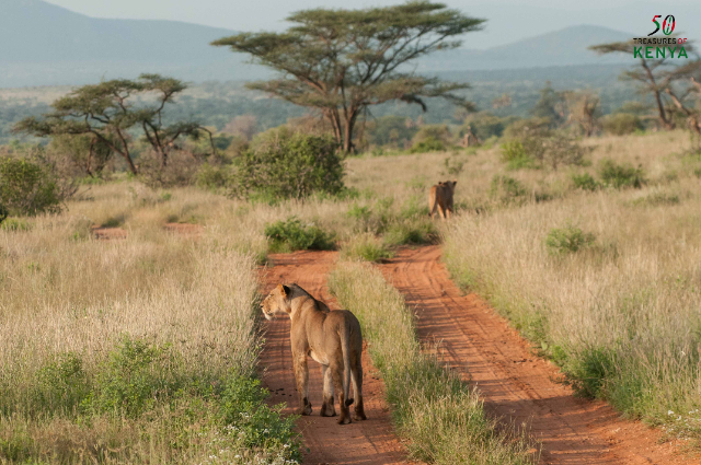 From Forests to Deserts: The Rust-Colored Wilderness of Northern Kenya - Monte Kenya | Secret World Trip Planner
