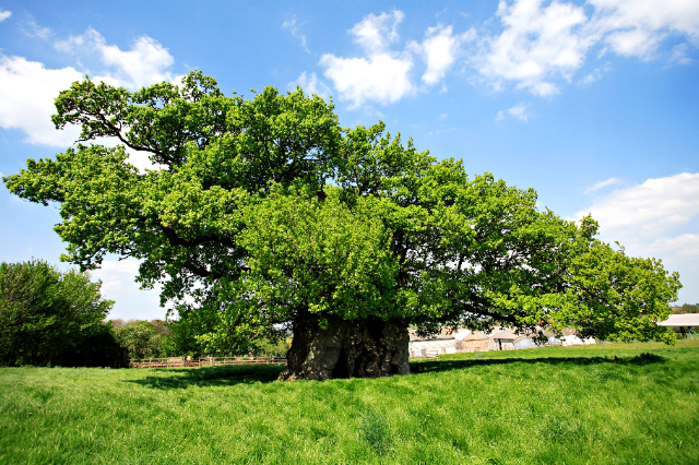 La quercia di Bowthorpe - Bowthorpe Park Farm | Secret World Trip Planner