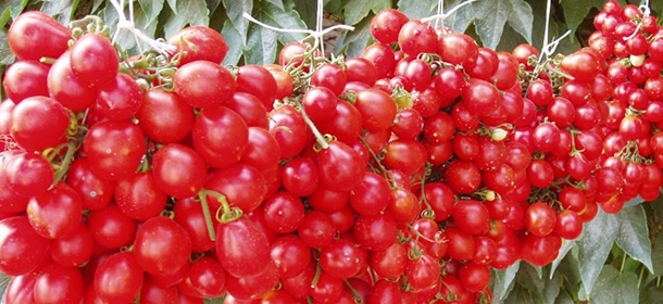 Vesuv Piennolo-Tomaten - Somma Vesuviana | Secret World Trip Planner