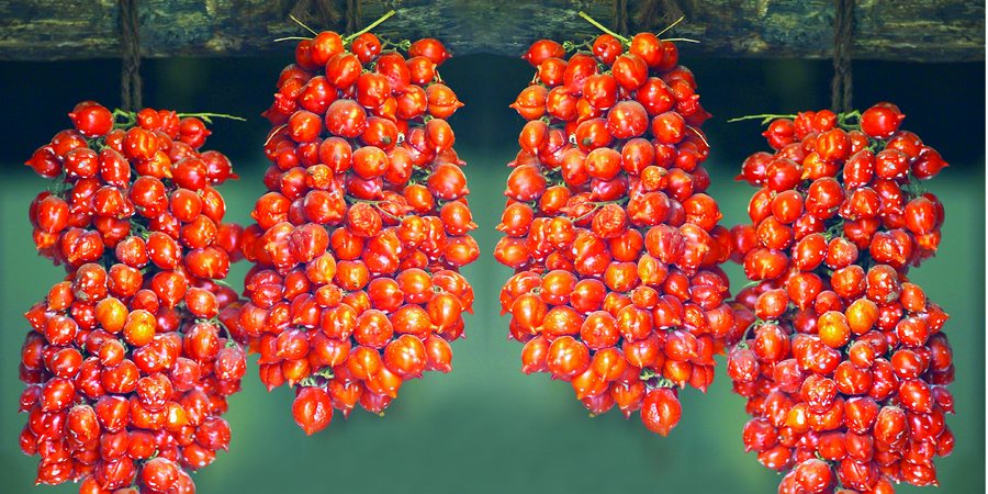 Vesuv Piennolo-Tomaten - Somma Vesuviana | Secret World Trip Planner