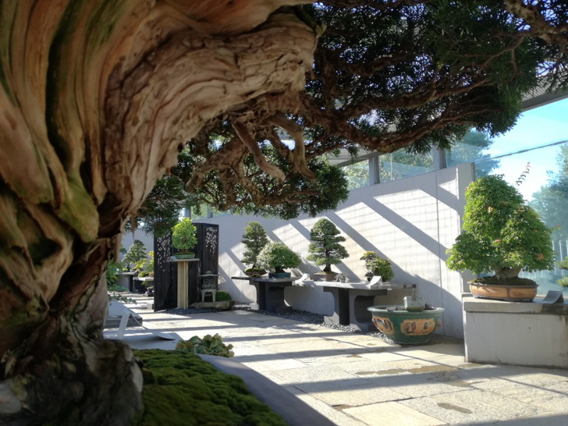 Museo Crespi Bonsai - Crespi Bonsai | Secret World Trip Planner