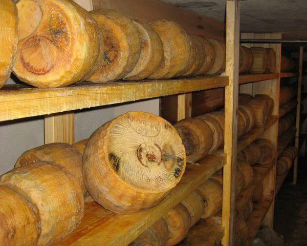 Apulian Canestrato - Altamura | Secret World Trip Planner