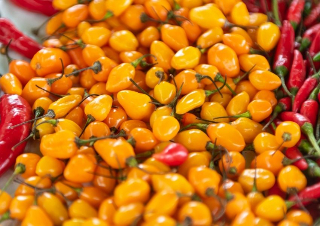 La pimienta Datil - St. Augustine | Secret World Trip Planner