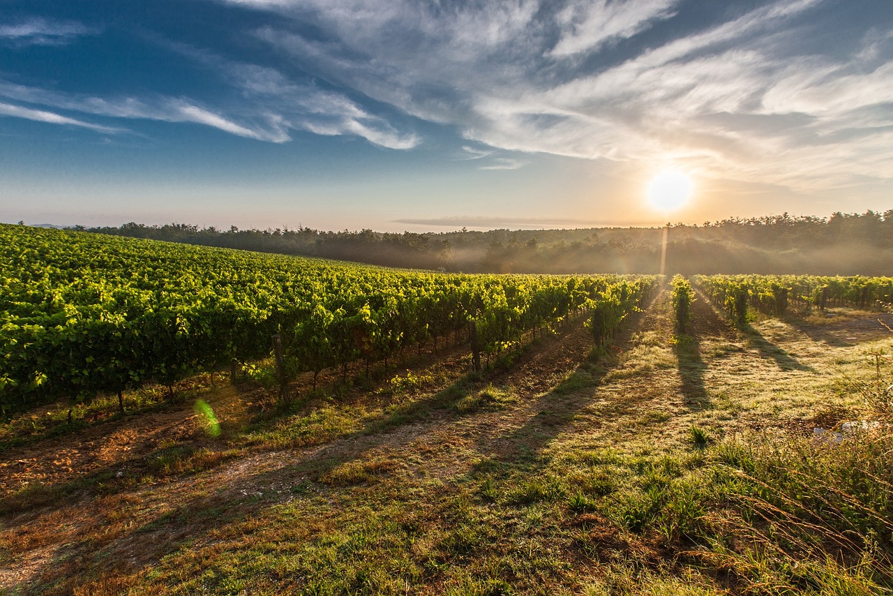 Los viñedos de Cote d'or - Nuits-Saint-Georges | Secret World Trip Planner