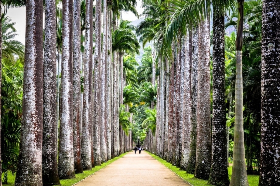Jardín Botánico de Río de Janeiro (Jardin Botanico) - Rio de Janeiro - RJ | Secret World Trip Planner