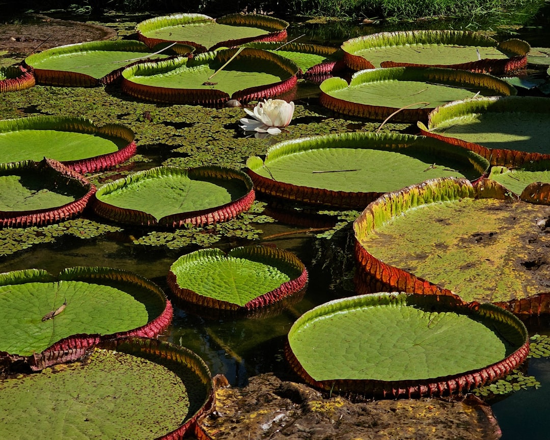 Jardín Botánico de Río de Janeiro (Jardin Botanico) - Rio de Janeiro - RJ | Secret World Trip Planner