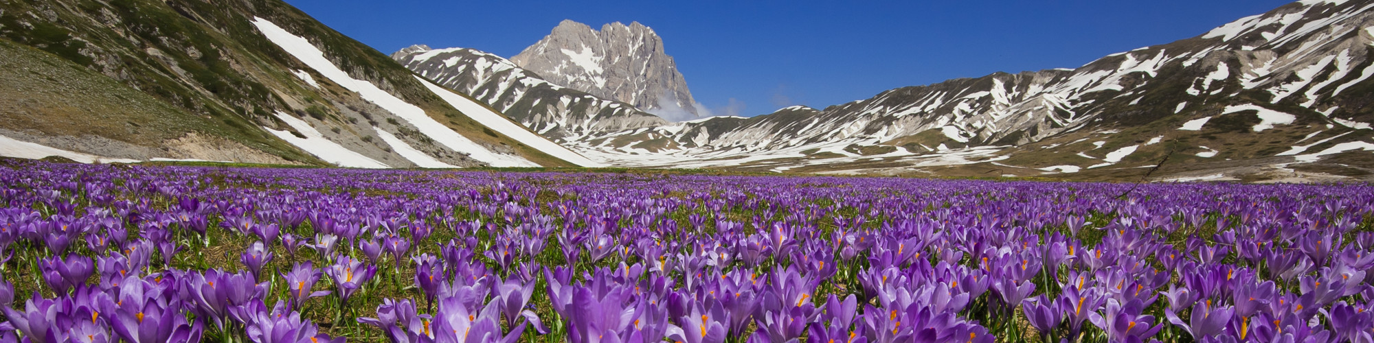Navelli saffron - Navelli | Secret World Trip Planner