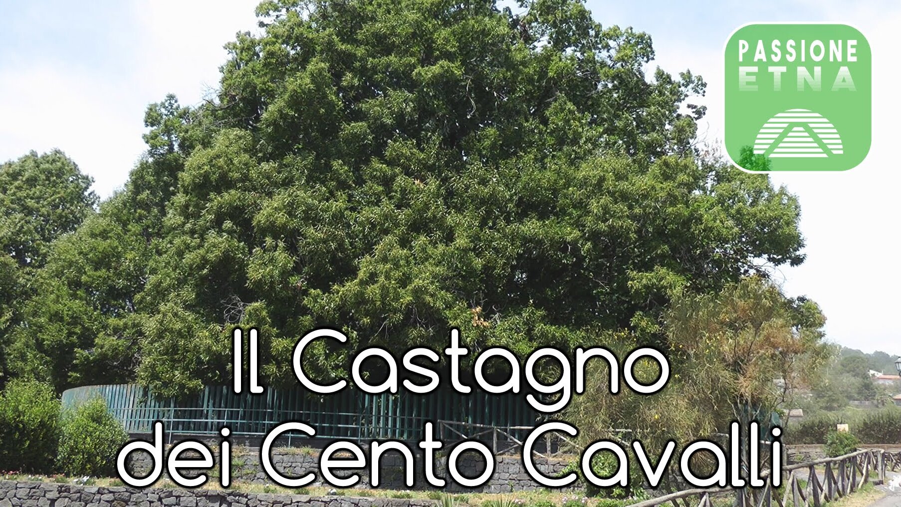 The Chestnut Hundred Horses Chestnut is among the largest in the world - Via Castagno 100 Cavalli | Secret World Trip Planner