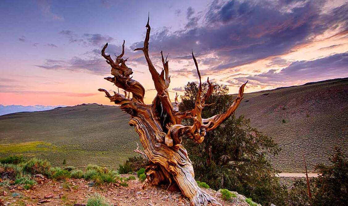 Until 2012, Methuselah was the oldest tree in the world - 9 | Secret World Trip Planner