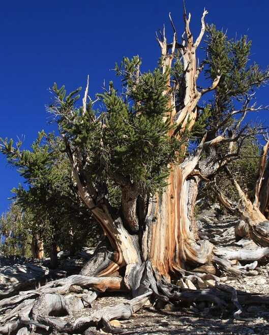 De oudste drie: de Great Basin bristecone pine / Nevada - Nevada | Secret World Trip Planner