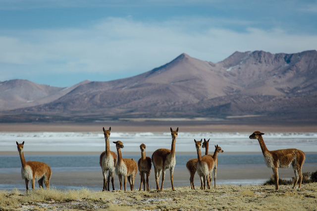 Nationales Reservat Las Vicuñas | Secret World Trip Planner