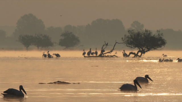 Der Kerkini-See: Ein Naturparadies in Nordgriechenland — Lake Kerkini