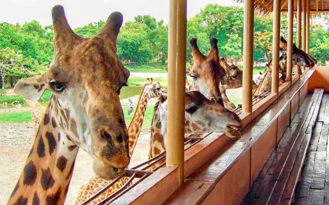Safari pasaulis Bankokas - Khet Khlong Sam Wa | Secret World Trip Planner