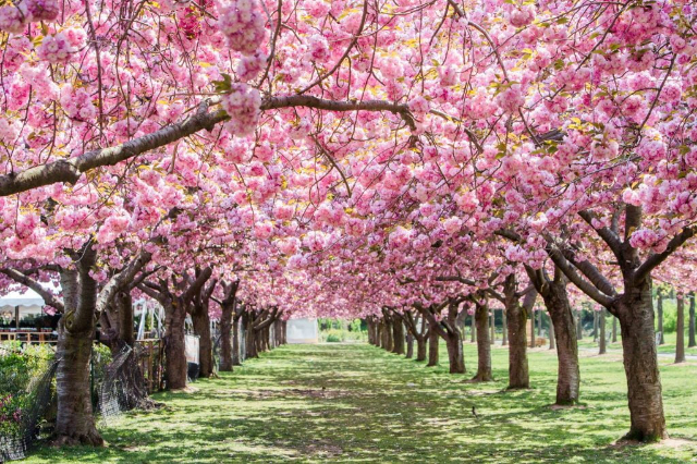 Jardin botanique de Brooklyn - Brooklyn | Secret World Trip Planner
