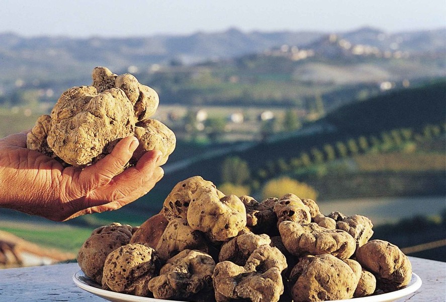 Trufa blanca de Ceppaloni - Ceppaloni | Secret World Trip Planner