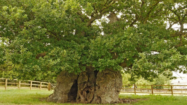 Le chêne de Bowthorpe - Bowthorpe Park Farm | Secret World Trip Planner