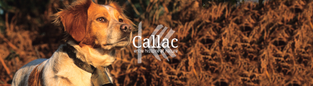 Callac e gli Epagneul Breton — Callac