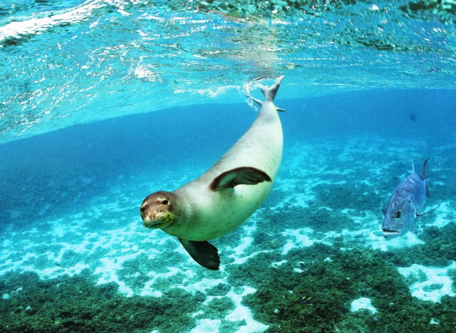 National Marine Park på Alonnisos og de nordlige Sporader - Alonnisos | Secret World Trip Planner