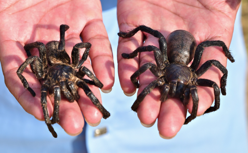 Fried Spider – Cambodia | Secret World Trip Planner