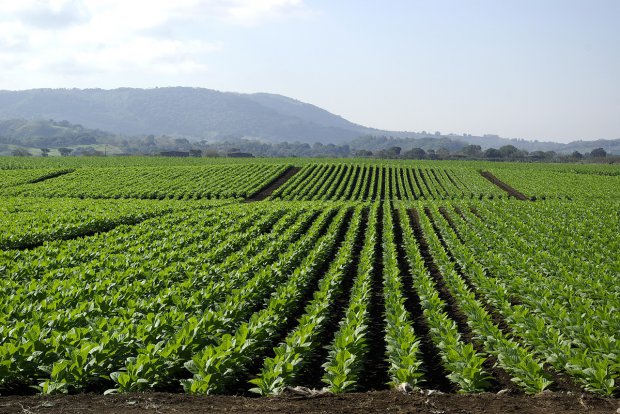 Tabacco, oro nero della Campania - Benevento | Secret World Trip Planner