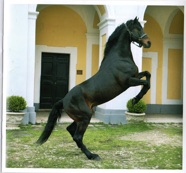 Il cavallo di Persano - Persano | Secret World Trip Planner