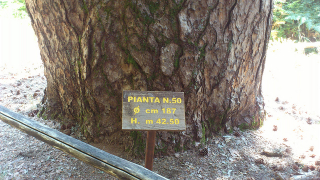 I Giganti della Sila - Spezzano della Sila | Secret World Trip Planner