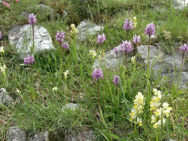 La Valle delle Orchidee di Sassano - Sassano | Secret World Trip Planner