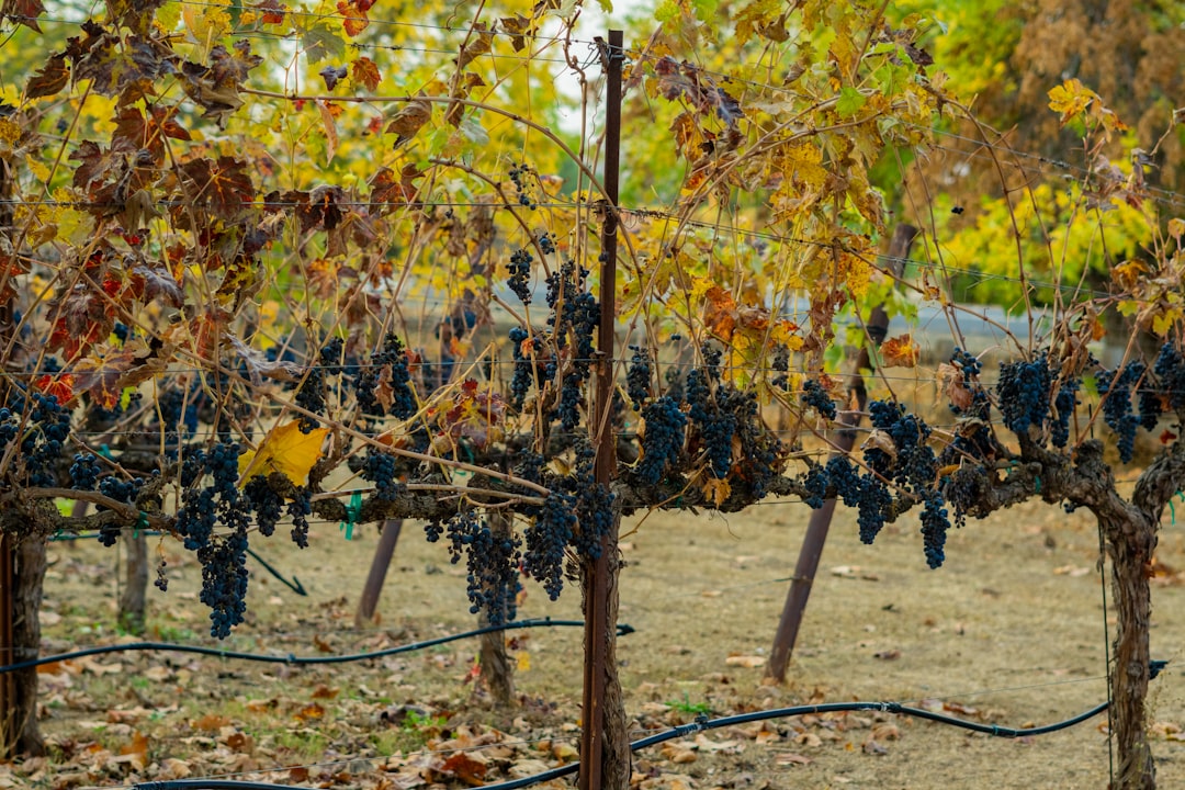 Cité du Vin, un parco dedicato al vino - Bordeaux | Secret World Trip Planner