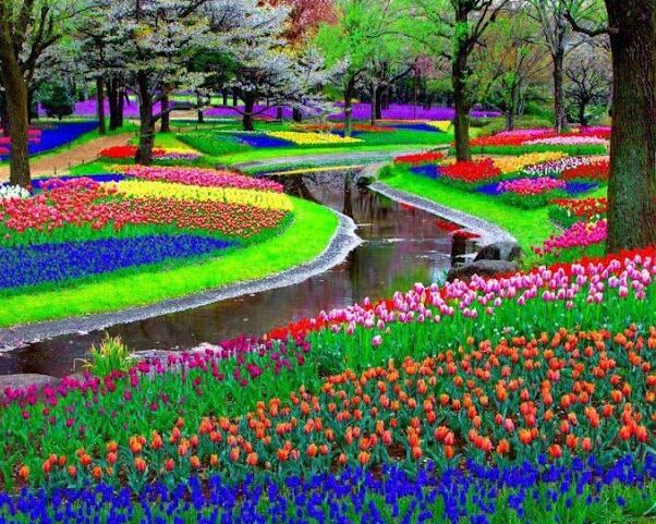 Keukenhof : il più grande giardino di fiori al mondo — Lisse