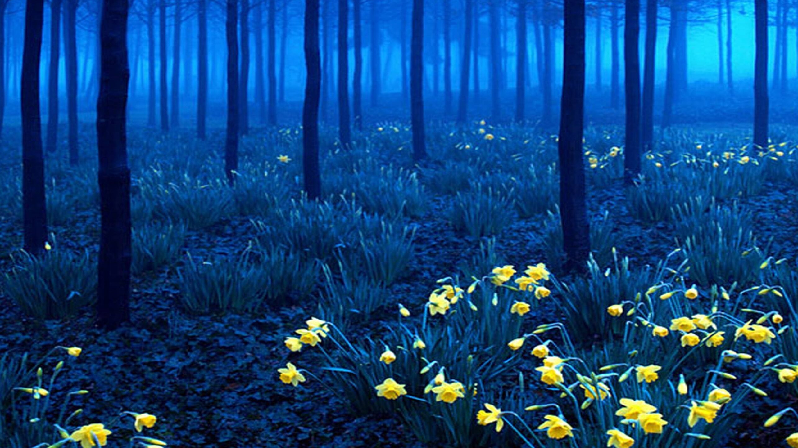 Selva Negra - Todtnau | Secret World Trip Planner