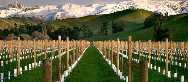 Blenheim y la región vinícola — Blenheim