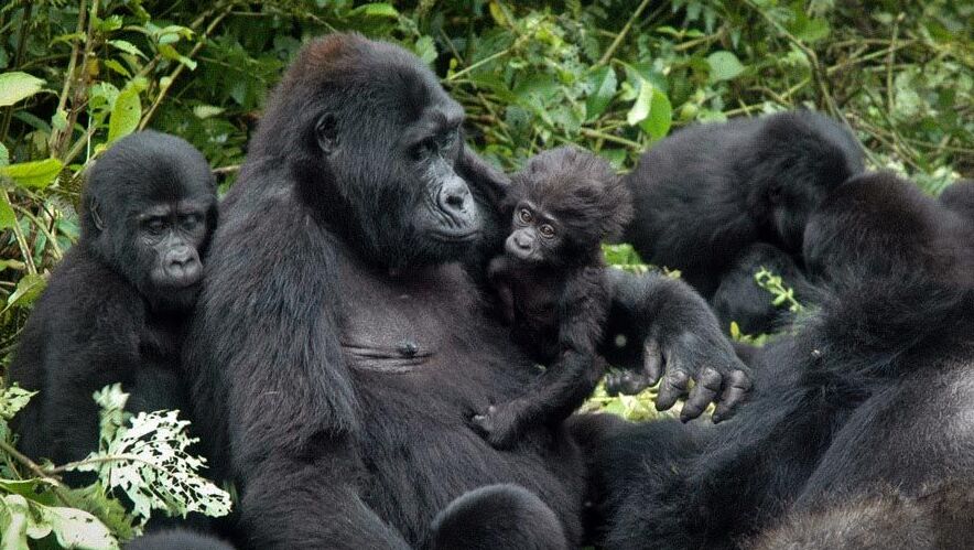 Mgahinga gorilla national park — Mgahinga