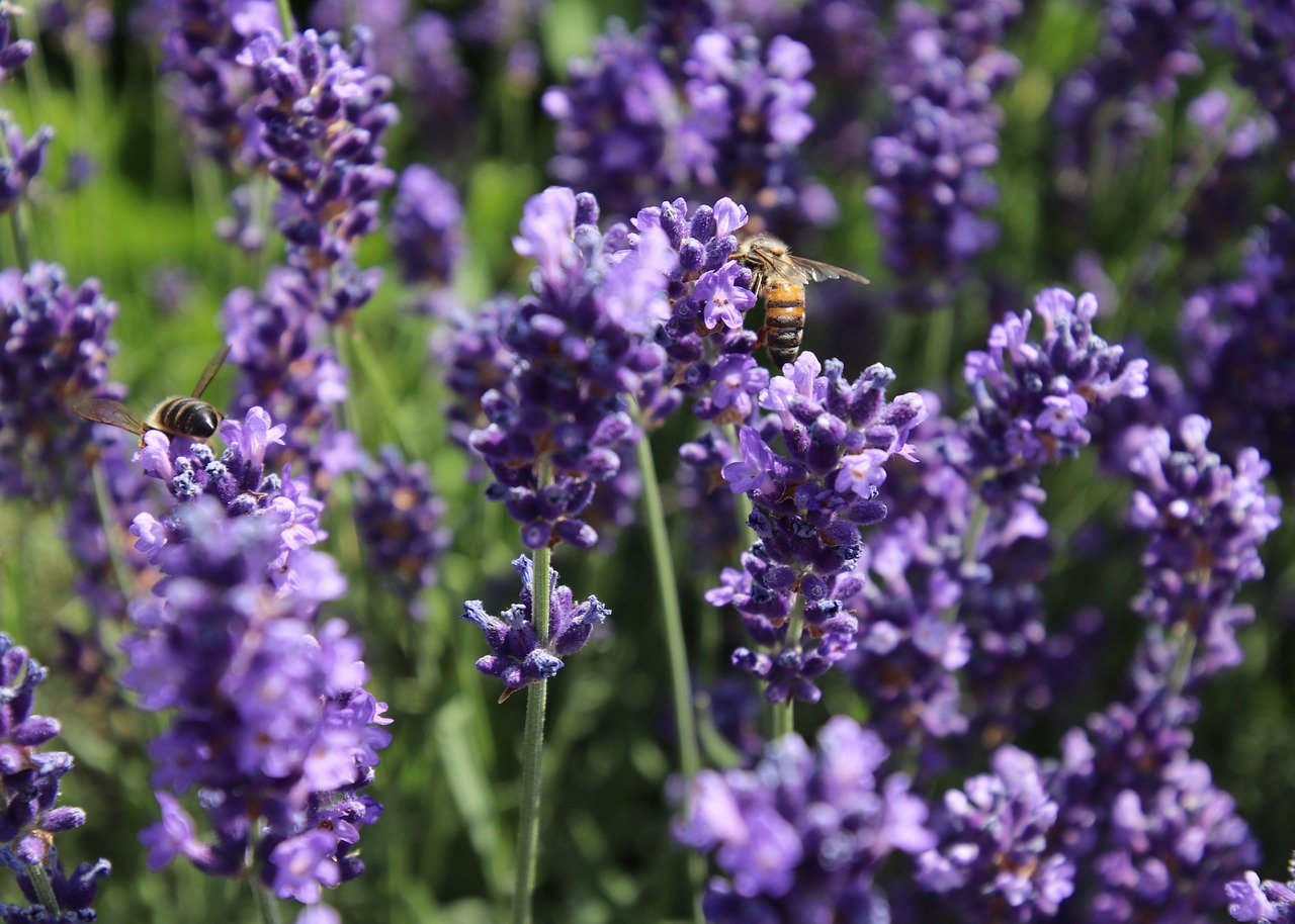 Lavender Bloom from June to August in the Luberon - Provenza-Alpi-Costa Azzurra | Secret World Trip Planner