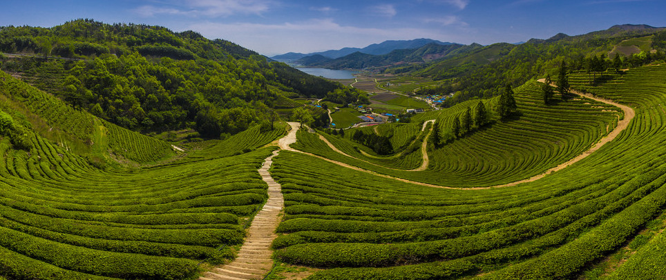 El condado de Boseong es famoso por sus hojas de té verde. — Boseong