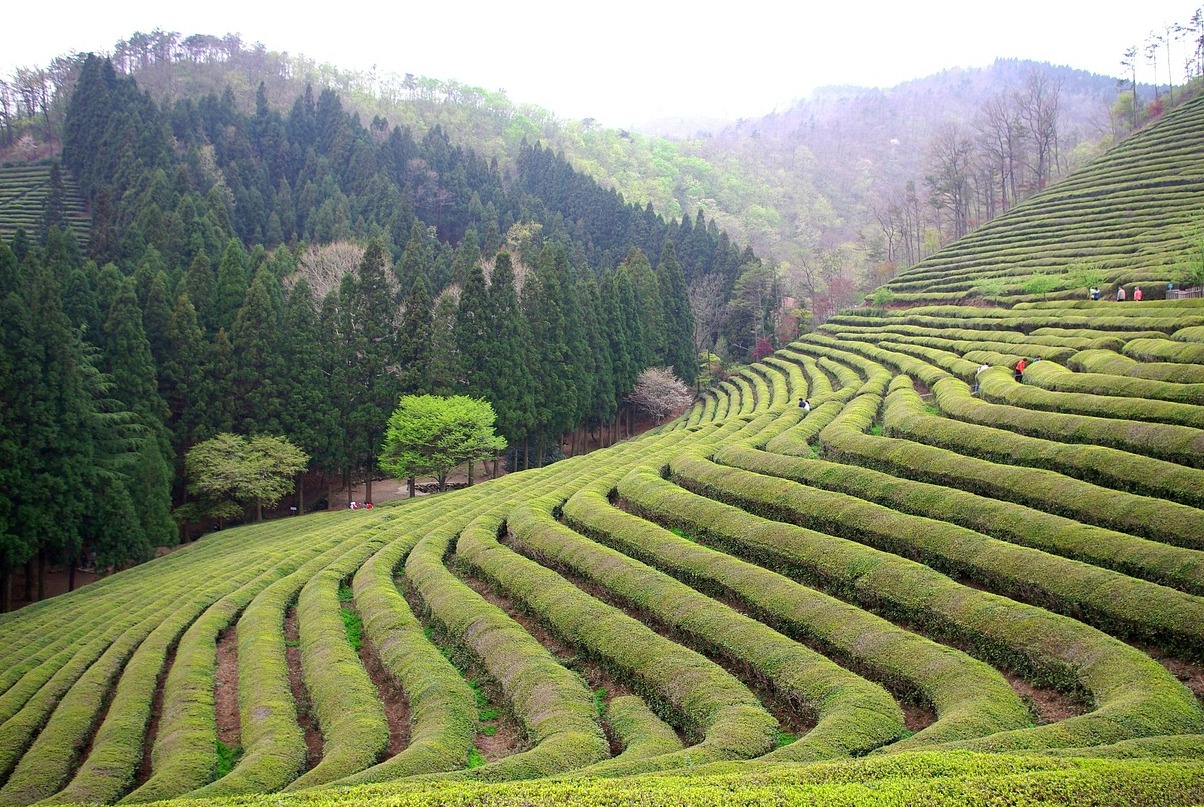 El condado de Boseong es famoso por sus hojas de té verde. - Boseong | Secret World Trip Planner