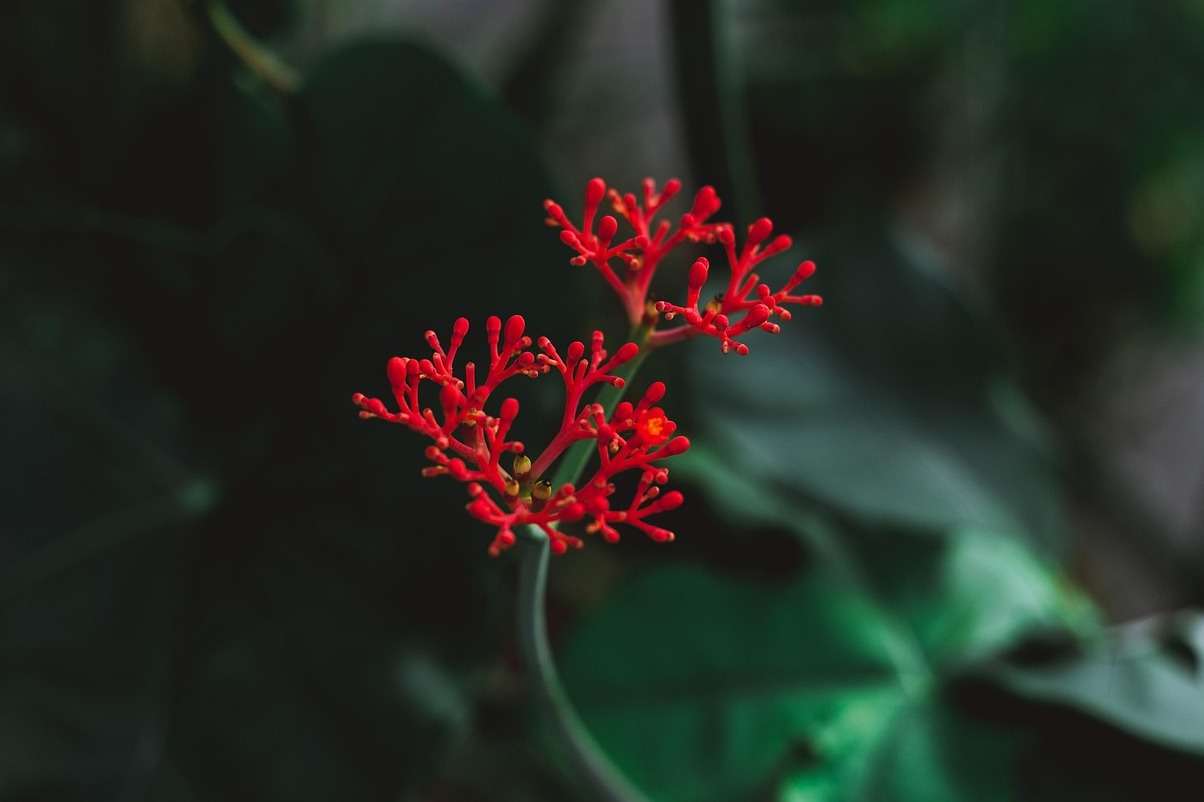 Jardín Botánico de Curitiba - Curitiba | Secret World Trip Planner