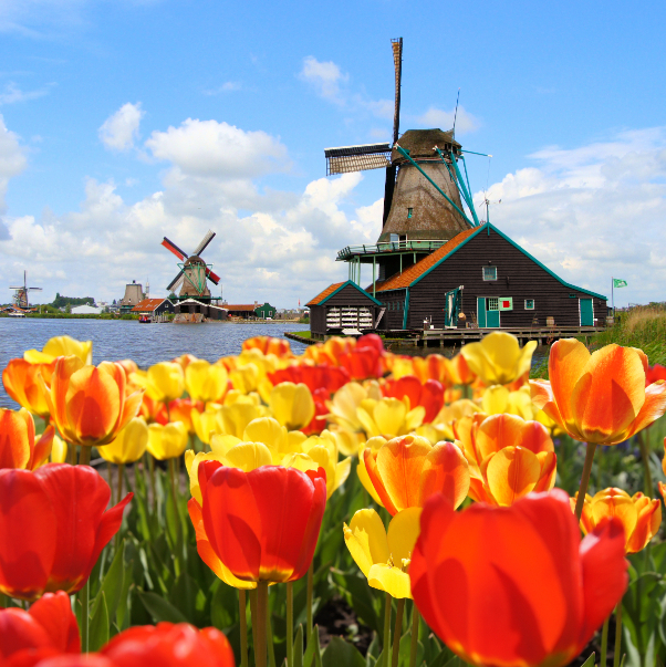 Netherlands: tulips and classic windmills | Secret World Trip Planner