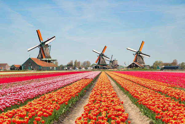 The Noordoostpolder and the flower bulb fields — Noordoostpolder