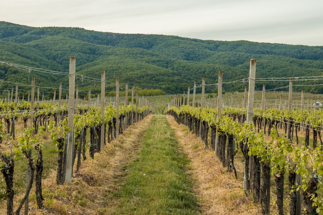 Kutjevo es una famosa zona vinícola cerca del monte Krndija - Kutjevo | Secret World Trip Planner