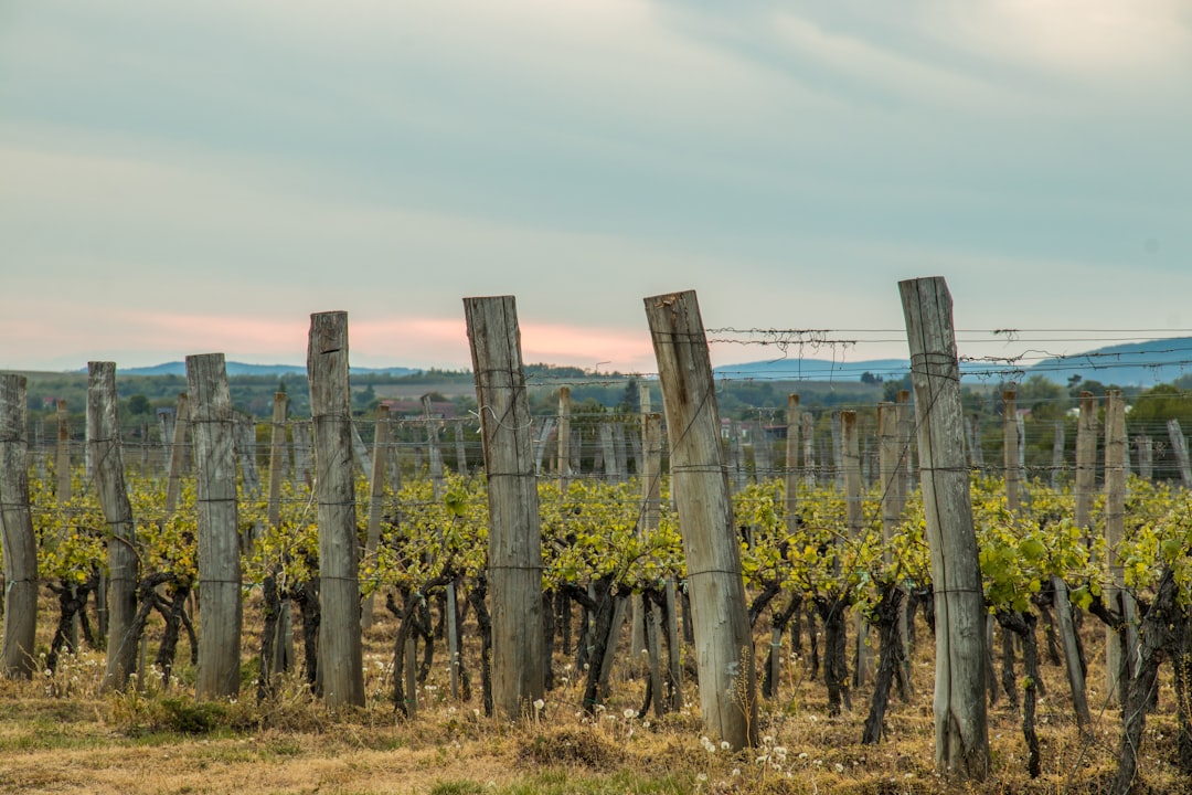 Kutjevo es una famosa zona vinícola cerca del monte Krndija - Kutjevo | Secret World Trip Planner