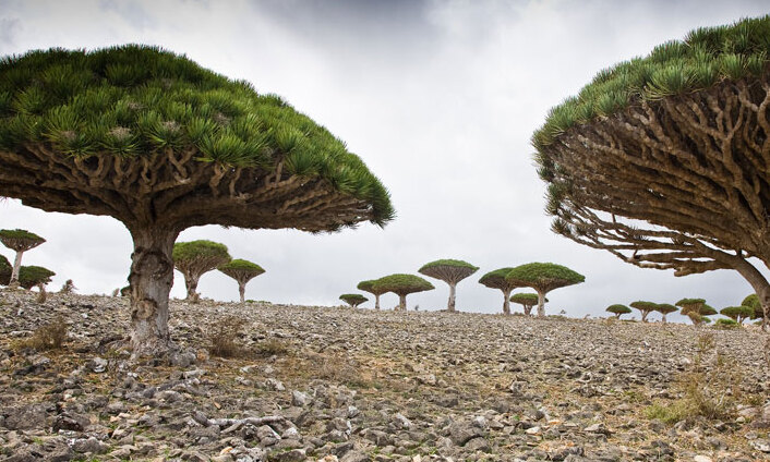 Socotra Island - The Lost World ( Yemen ) - Socotra | Secret World Trip Planner