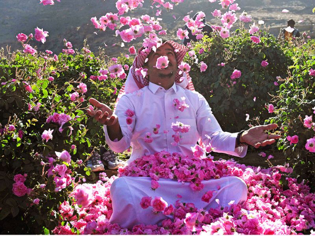 Taif's Rose Fields — Taif