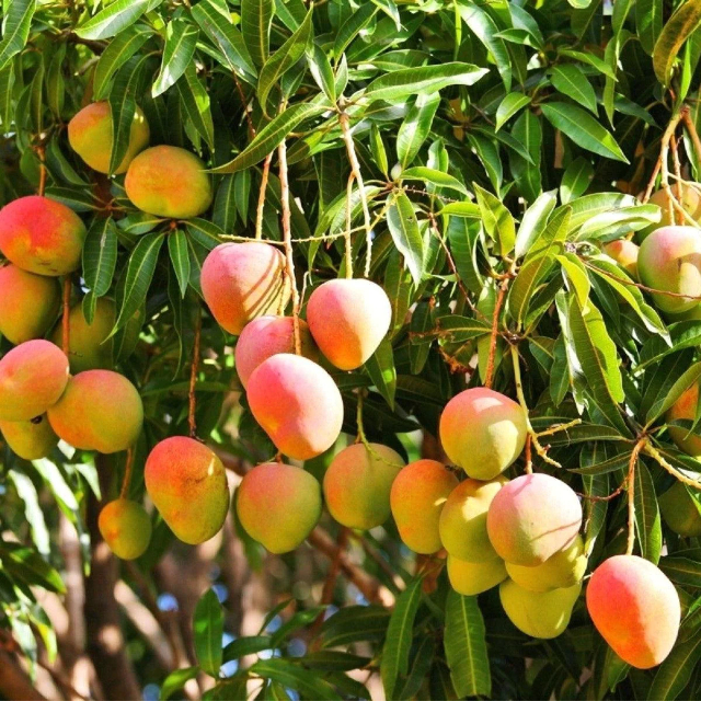 Mango Alphonso - Devgad | Secret World Trip Planner